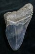 Bargain Megalodon Tooth - South Carolina #7507-1